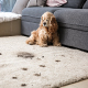 carpet cleaning in brooklyn, carpet cleaning in new york, carpet cleaning brooklyn, carpet cleaners in brooklyn, carpet cleaners in new york, commercial carpet cleaning, commercial carpet cleaning in brooklyn, brooklyn rug cleaners, rug cleaning services in brooklyn, same day carpet cleaning, same day rug cleaning